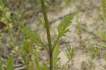 Texas vervain